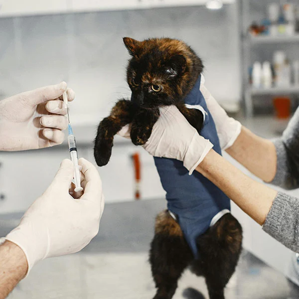 Fonctions des dispositifs médicaux dans l'utilisation des animaux