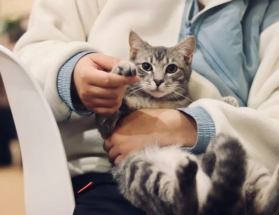 Dispositifs médicaux pour animaux